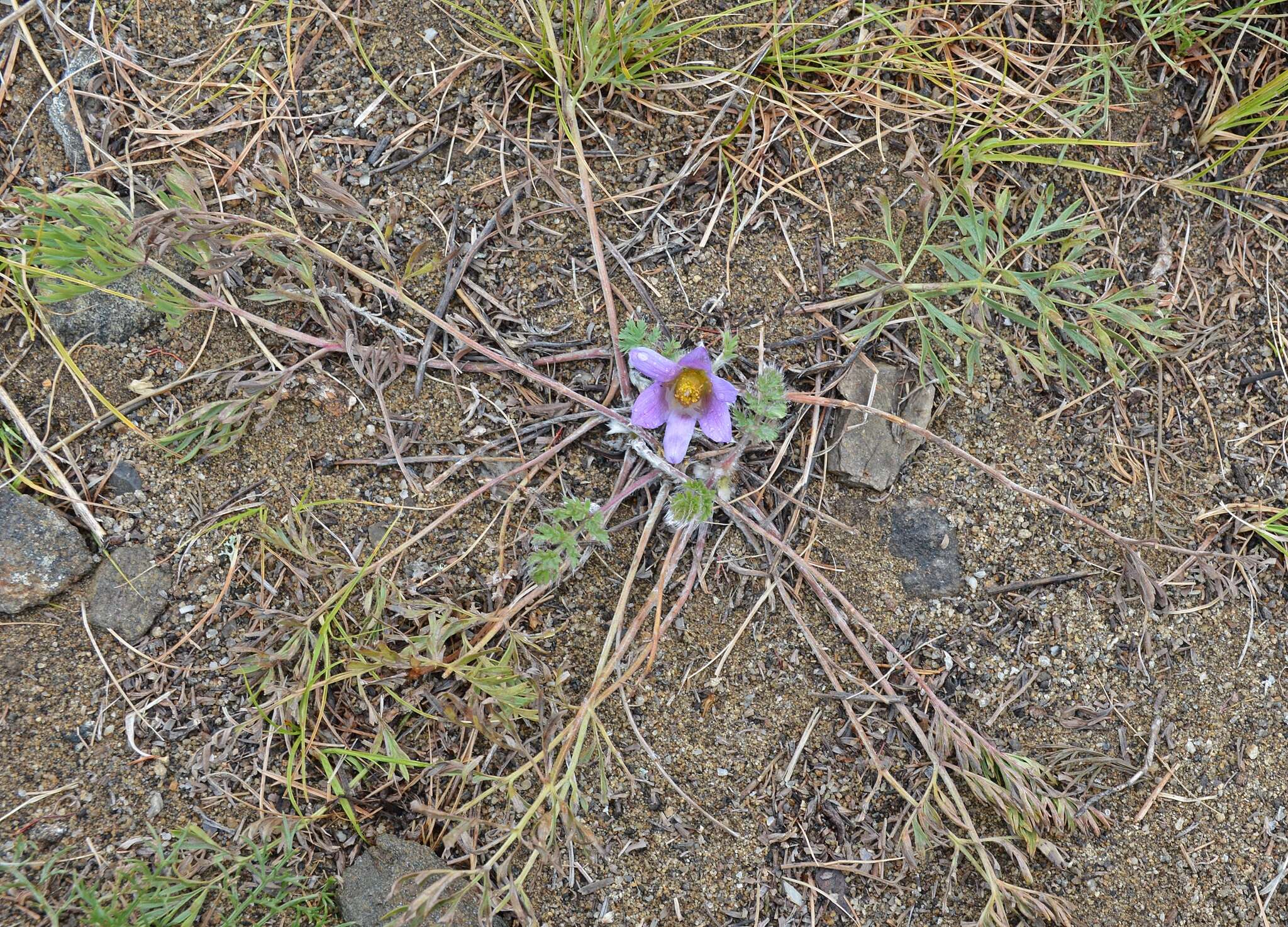 صورة Pulsatilla tenuiloba (Hayek) Juzepczuk