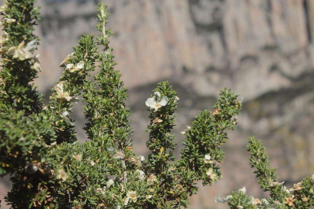 Image of Mexican cliffrose