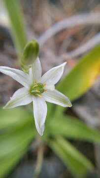 Image of Echeandia nana (Baker) Cruden