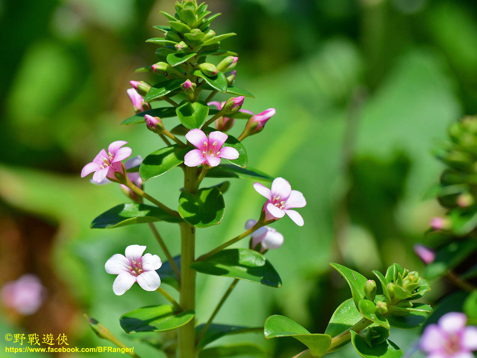 Lysimachia mauritiana Lam. resmi