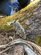 Imagem de Peromyscus melanotis J. A. Allen & Chapman 1897