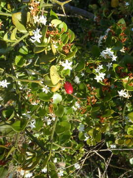 Image of Carissa bispinosa (L.) Desf. ex Brenan