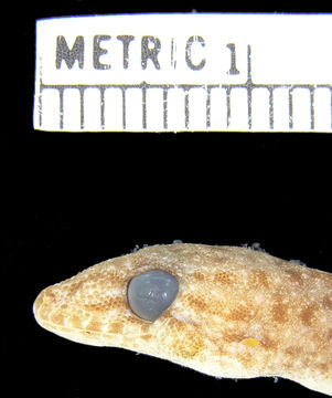 Image of Northern Spotted Rock Dtella