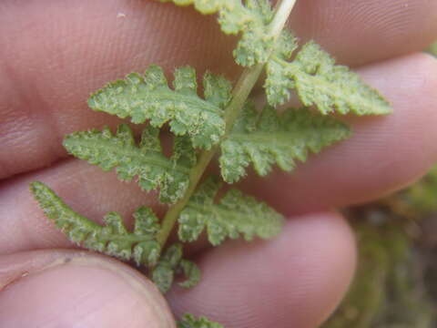 Plancia ëd Woodsia phillipsii