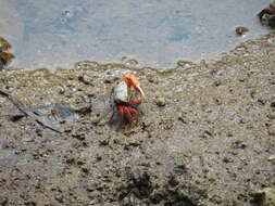 Image of Fiddler Crab