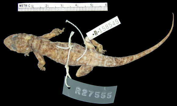 Image of Crocodile-faced Dtella