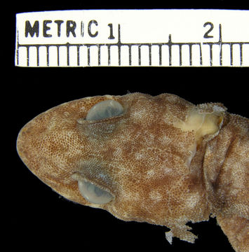 Image of Crocodile-faced Dtella