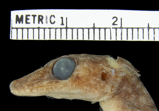 Image of Crocodile-faced Dtella