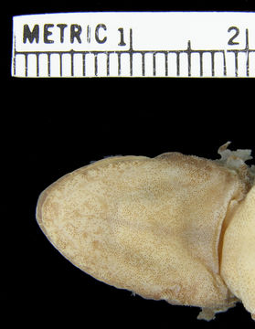 Image of Crocodile-faced Dtella