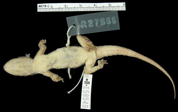 Image of Crocodile-faced Dtella