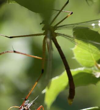 Image of Bittacus chlorostigma MacLachlan 1881