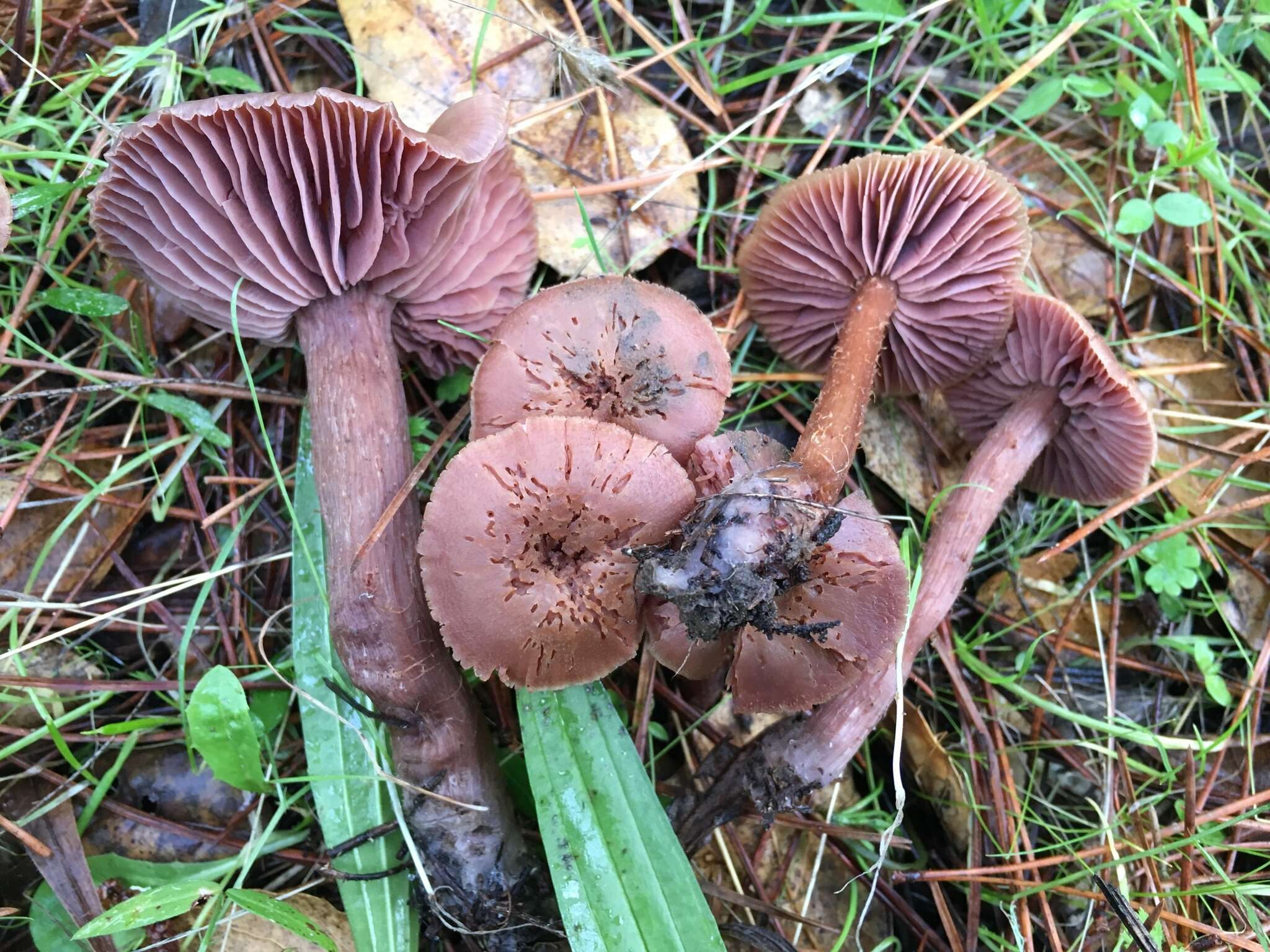 Image of Western Amethyst Deceiver