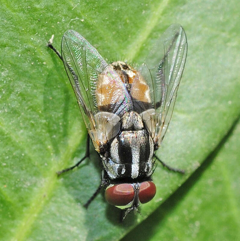Image of bazaar fly