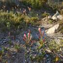 Hesperantha falcata subsp. falcata的圖片