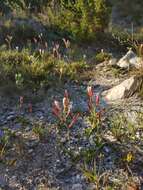 Plancia ëd Hesperantha falcata subsp. falcata