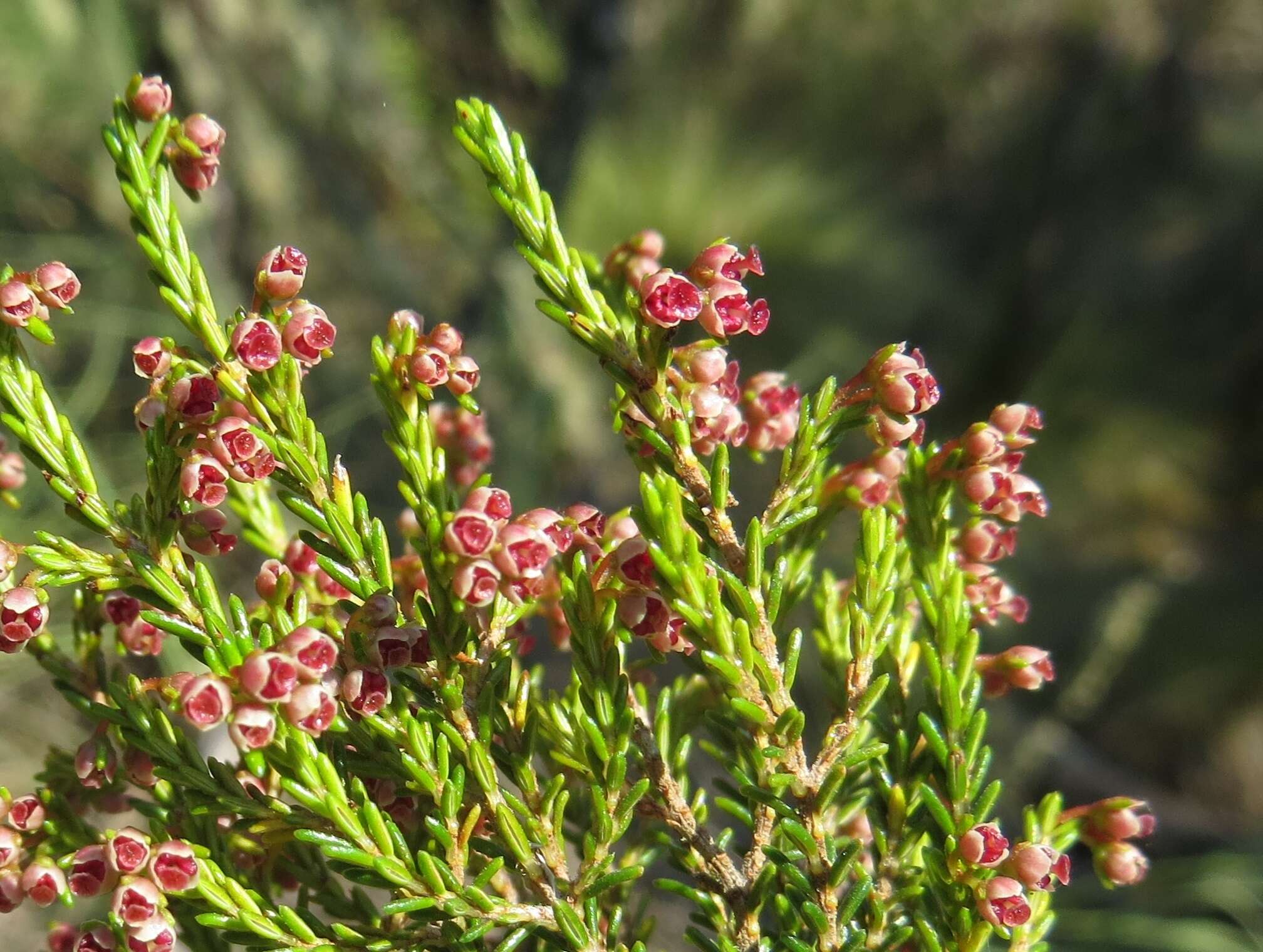 Plancia ëd Erica rossii L. J. Dorr