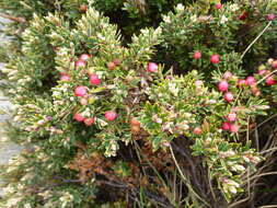 Image of Acrothamnus montanus (R. Br.) Quinn