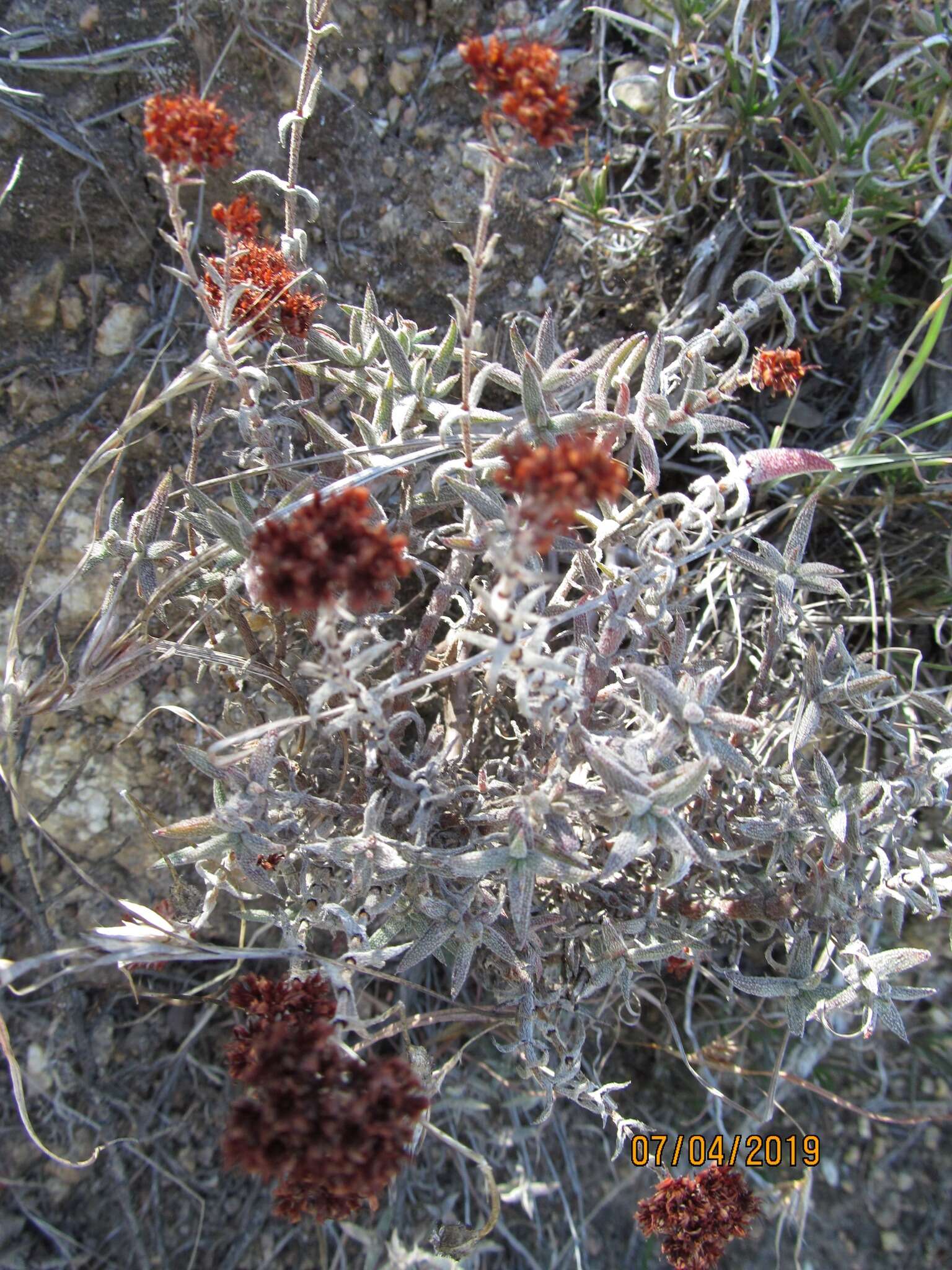 Image of Crassula pruinosa L.