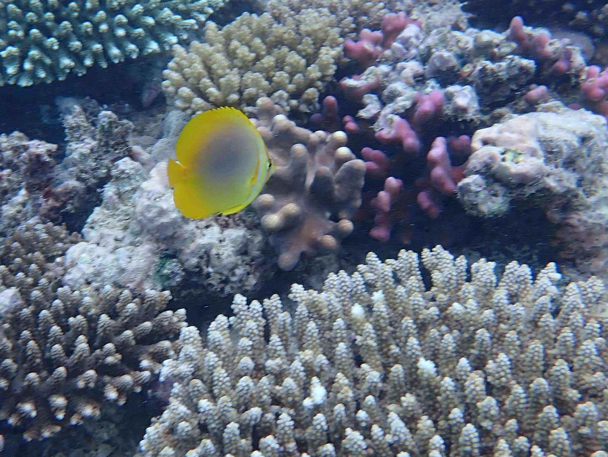 Image of Golden Butterflyfish