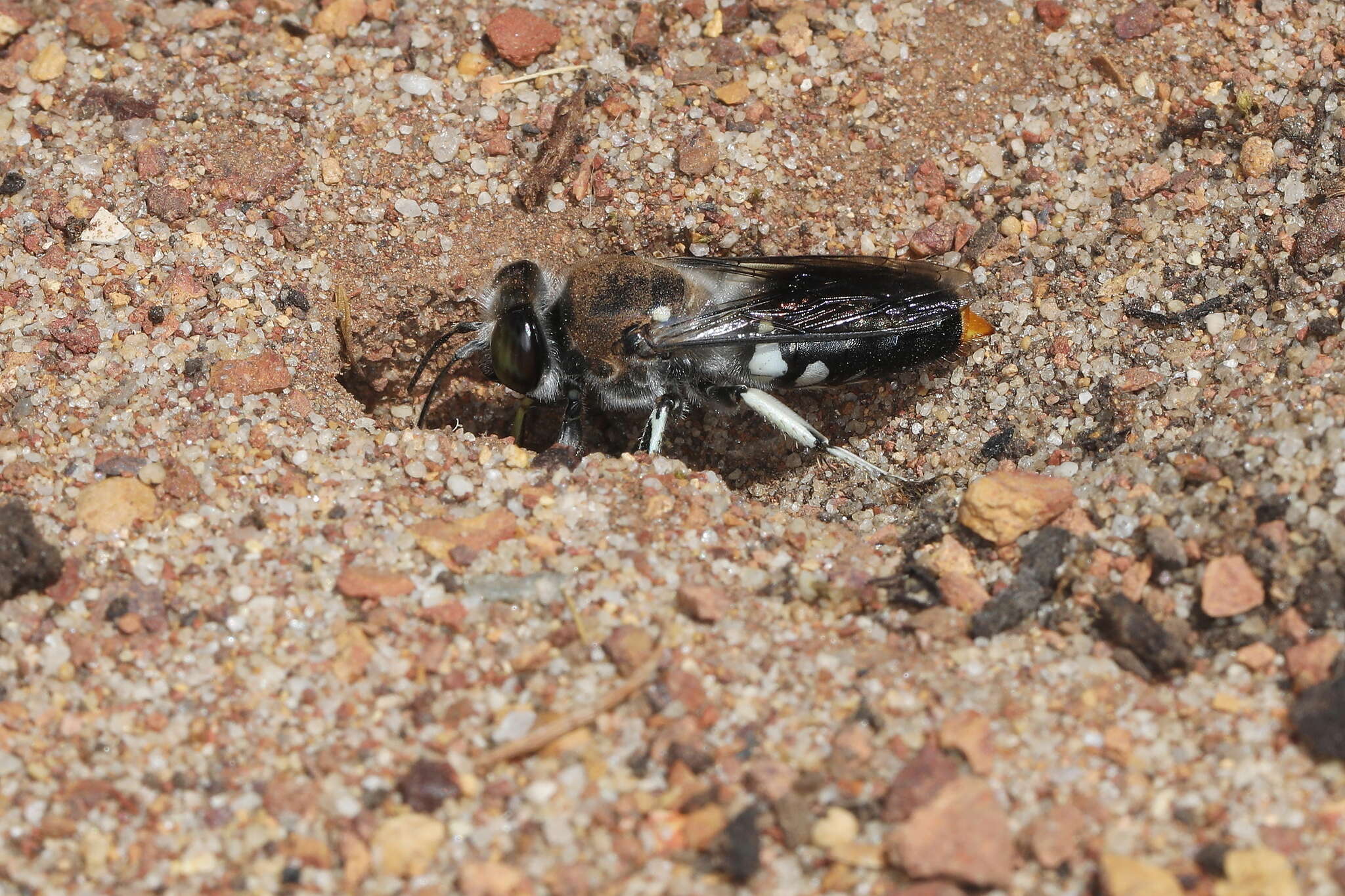 Plancia ëd Bembix vespiformis F. Smith 1856