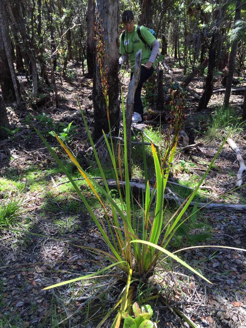 Image of Polynesian Twig-Rush