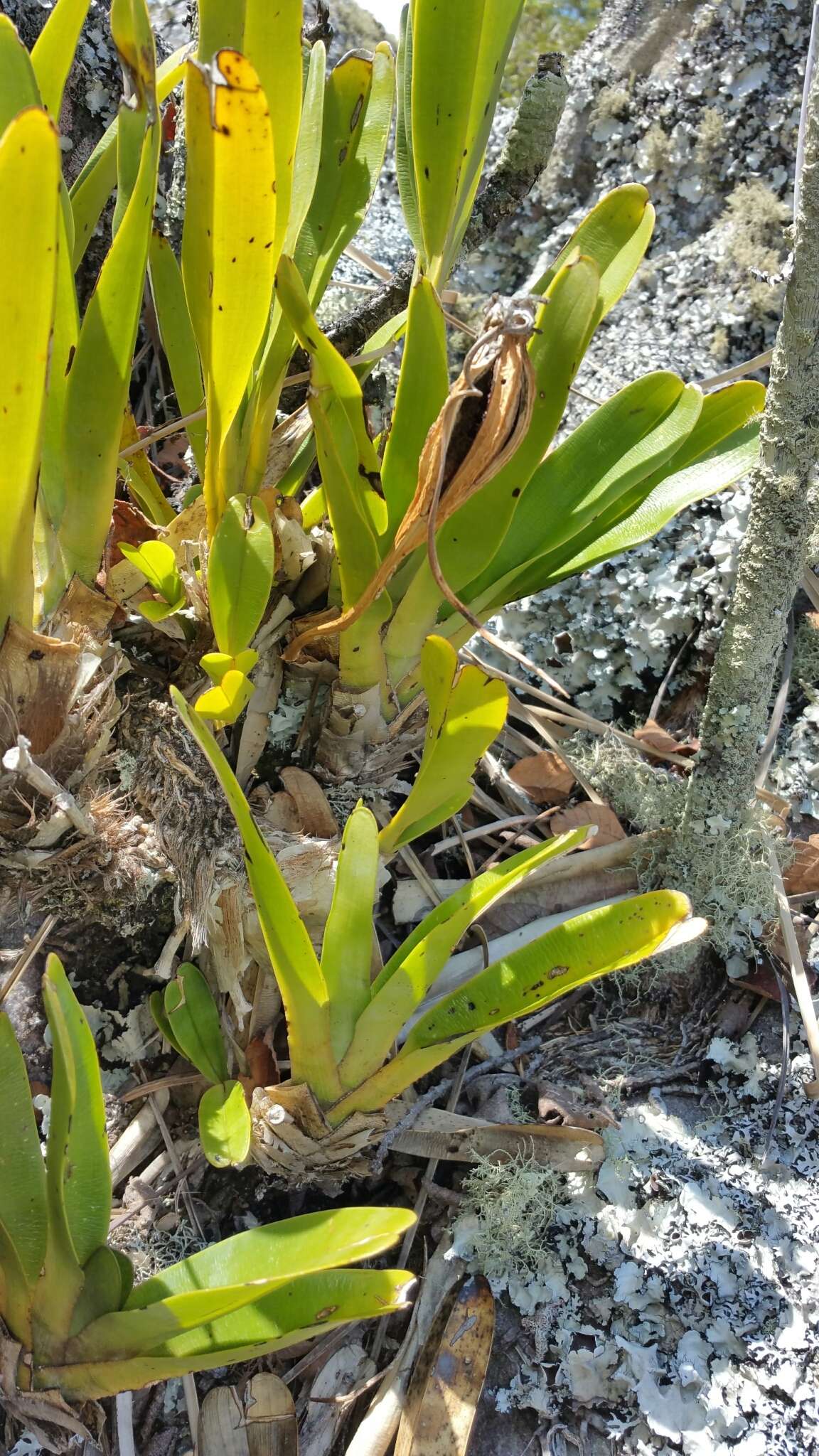 صورة Angraecum magdalenae Schltr. & H. Perrier