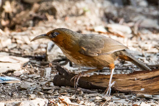 Image of Rusty-cheeked Scimitar Babbler