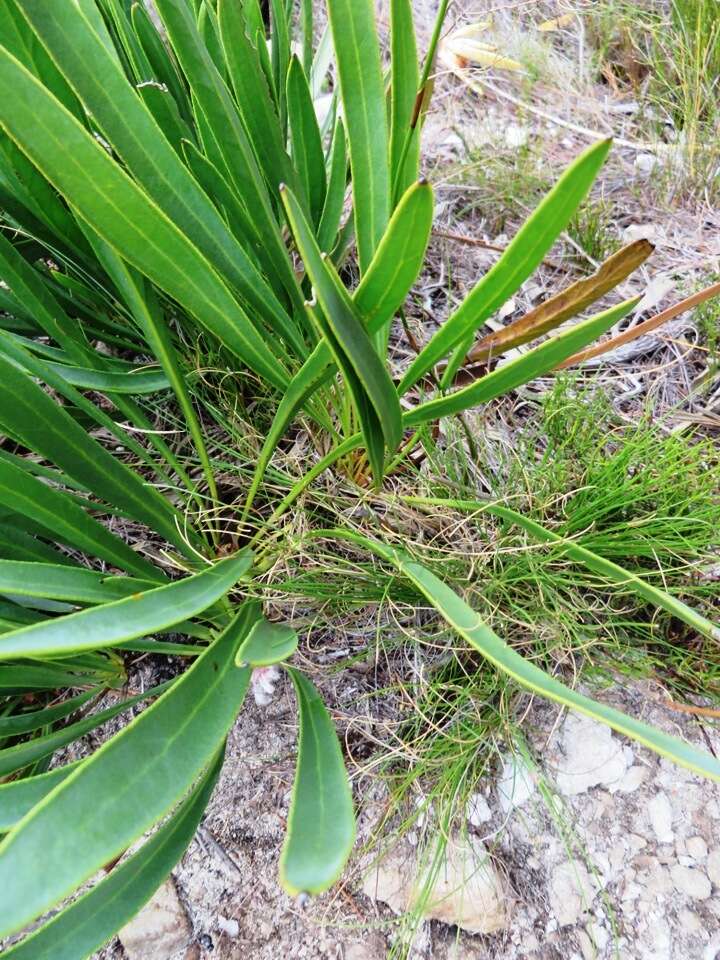 Imagem de Protea scabra R. Br.