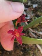 Image of Epidendrum serpens Lindl.