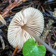 Image of Entoloma bicoloripes (Largent & Thiers) Noordel. & Co-David 2009