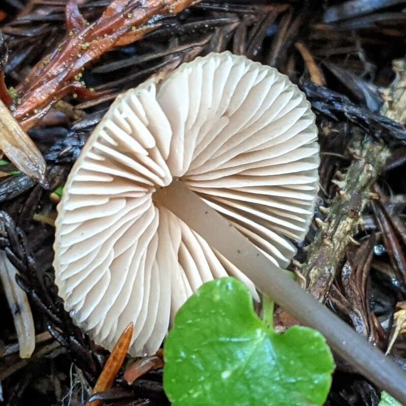 Image of Entoloma bicoloripes (Largent & Thiers) Noordel. & Co-David 2009