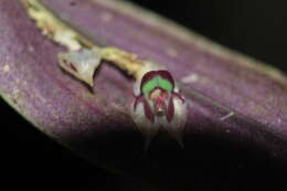 Image of Lepanthes agglutinata Luer