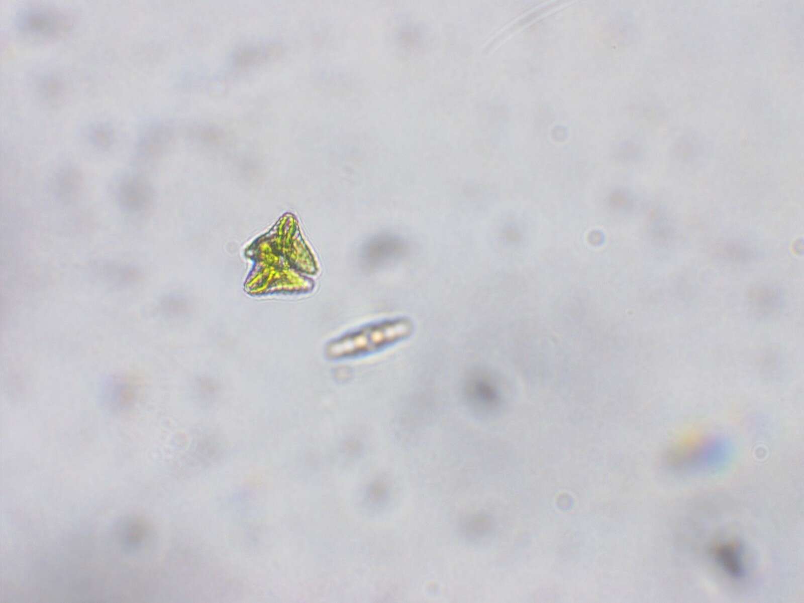 Image of Staurastrum punctulatum
