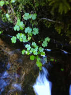 Hydrocotyle americana var. heteromeria (A. Rich.) Kirk resmi