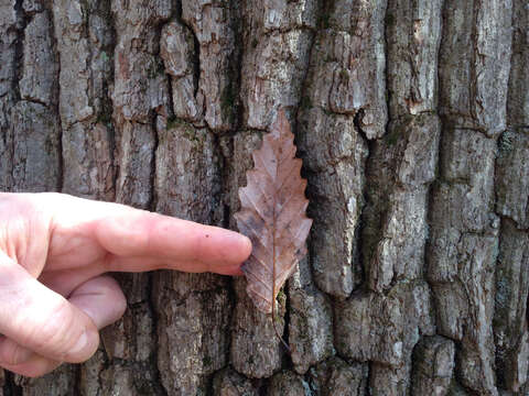 Image of Chestnut Oak