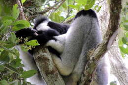 Image of indri