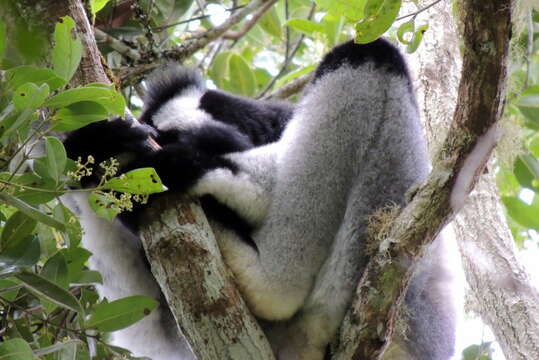 Imagem de Indri É. Geoffroy Saint-Hilaire & G. Cuvier 1796