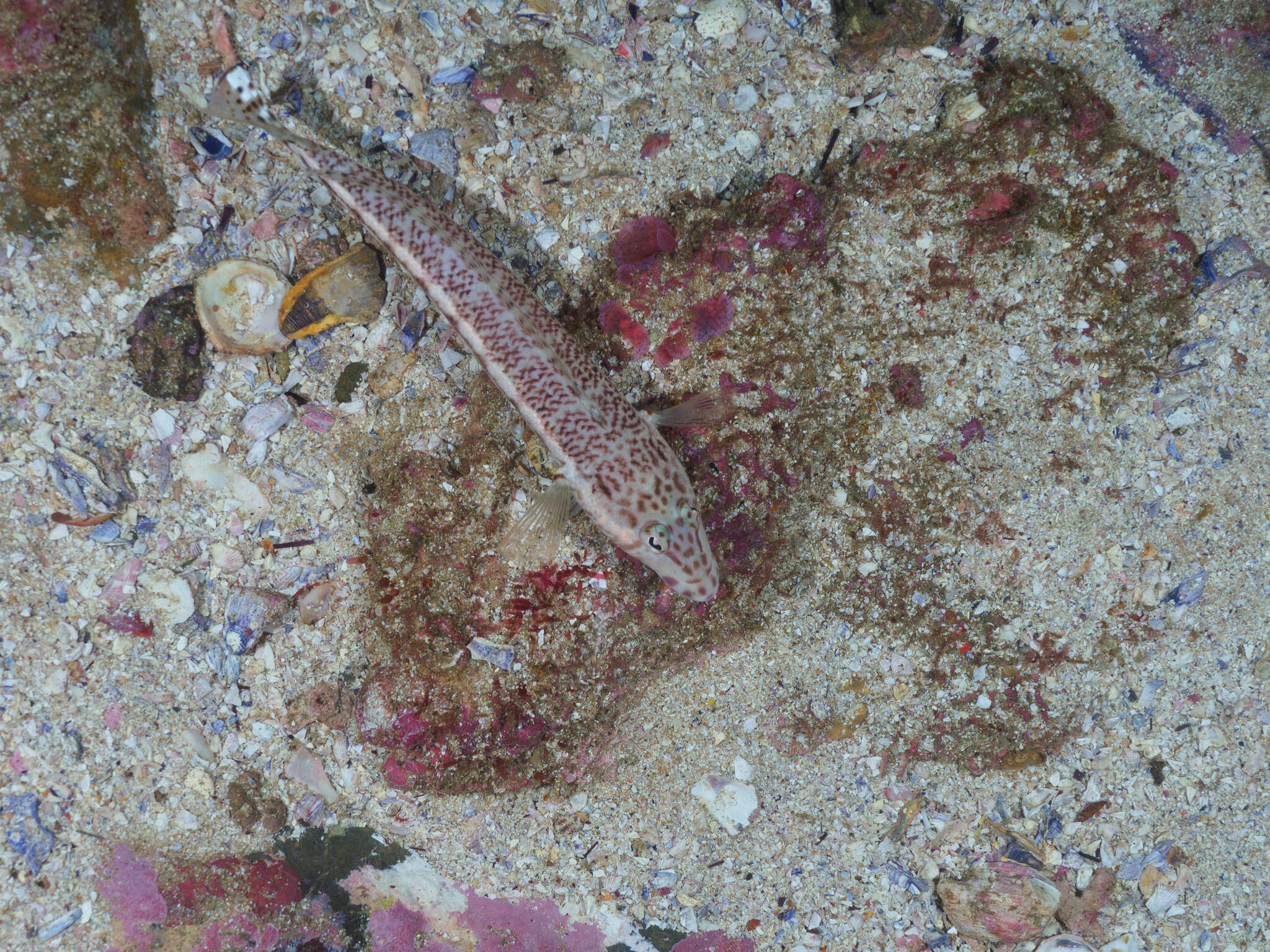 Image of White-streaked sandperch