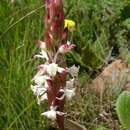 Image of Satyrium longicauda var. longicauda