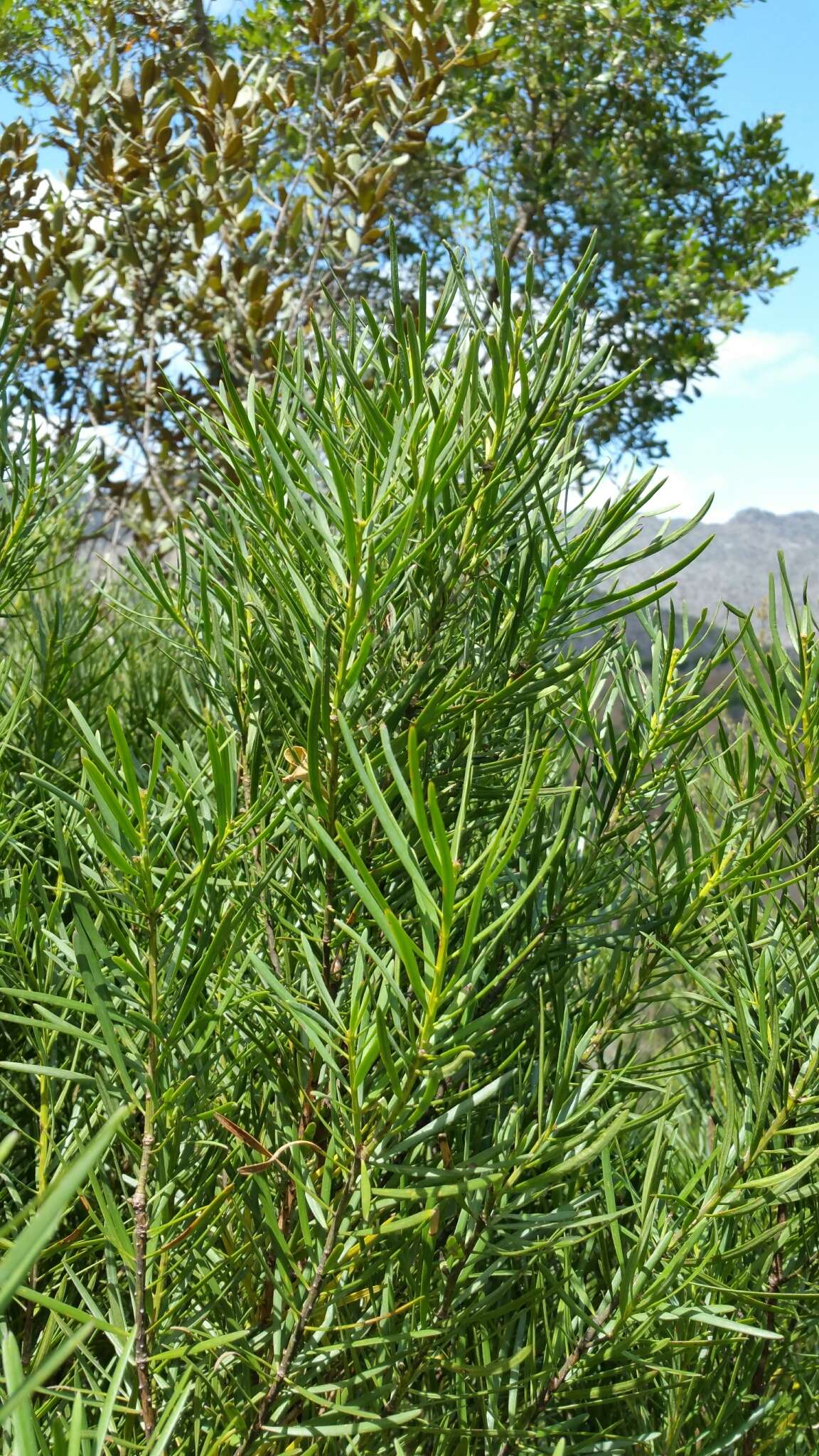 Image of Podocarpus capuronii de Laub.