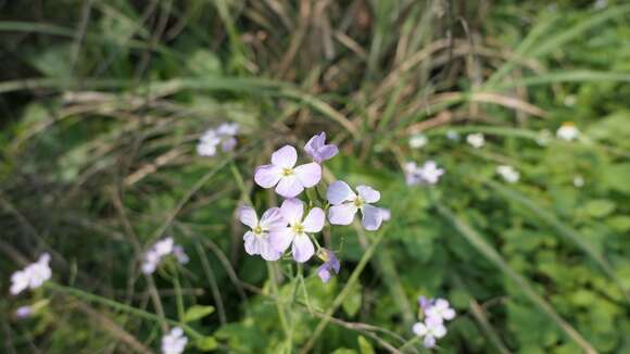 Image of Raphanus sativus var. sativus