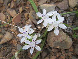 Image of Lapeirousia plicata subsp. plicata