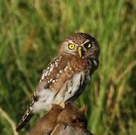 Image of Pearl-spotted Owlet