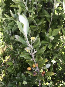 Image of Corokia macrocarpa T. Kirk