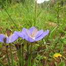 Image of Calydorea crocoides Ravenna