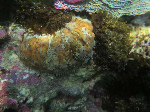 Image of Three-rowed Sea Cucumber