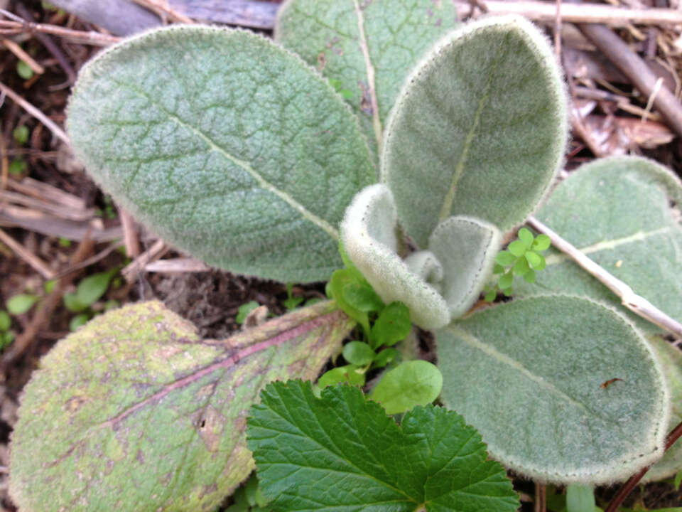 Image of Great Mullein