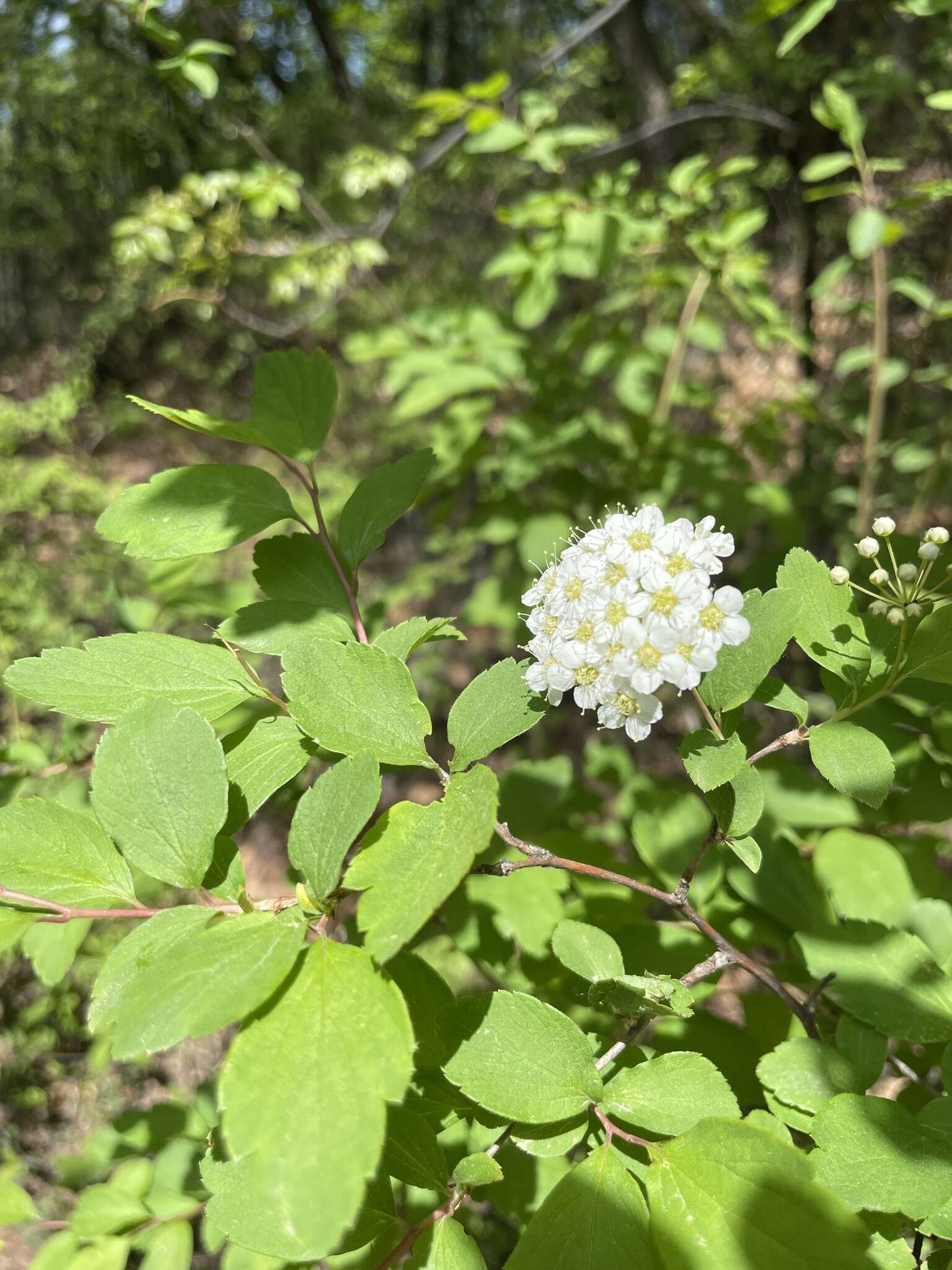 Image of Spiraea pubescens Turcz.