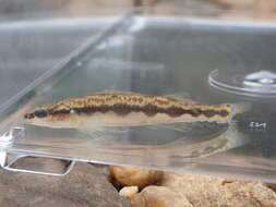 Image of Muscadine Darter