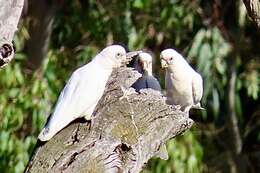 Image of Cacatua sanguinea gymnopis Sclater & PL 1871